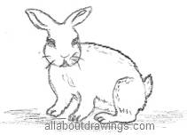 Rabbit Drawing