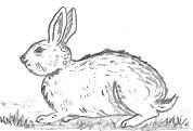 Rabbit Template Drawing
