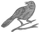 Small Raven Pencil Drawing