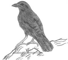 Raven Drawings