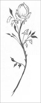 Drawing of a Single Rose
