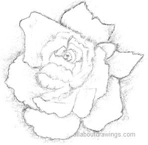 Beautiful Rose Pencil Drawings