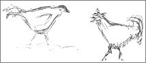 Sketches of birds