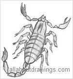 Scorpion Drawings