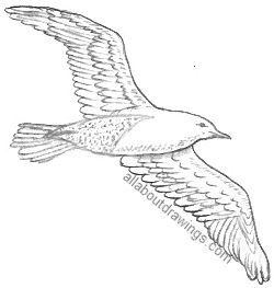 Seagull Drawing