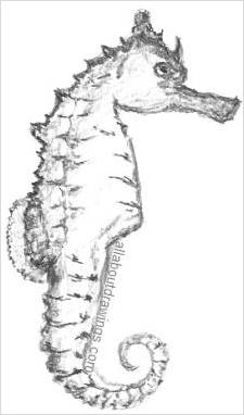 Seahorse Drawing