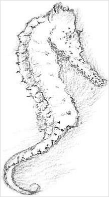 Seahorse Drawings