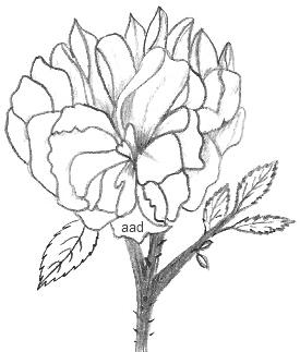 Drawing Of A Shrub Rose