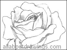Sketch Of Rose
