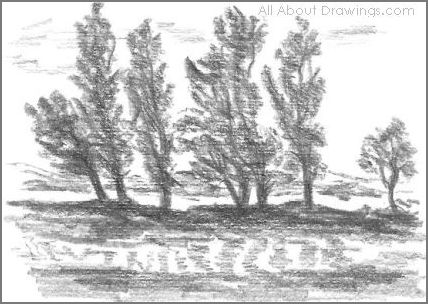 sketch of trees