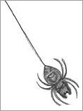 Spider Hanging By Thread Drawing