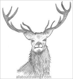 Wildlife Pencil Drawings - Animals From The Forest