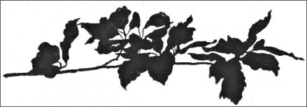 Vine in silhouette
