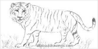 Tiger black and white simple sketch Royalty Free Vector