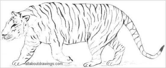 How To Draw a Tiger easy with a pencil for beginners step by step