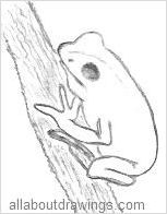 Tree Frog Drawings