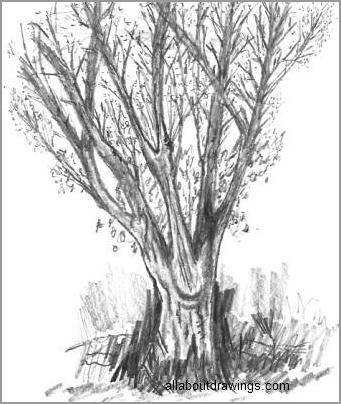 How To Draw Cartoon Tree - Cartoon Pencil Tree Drawing, HD Png Download ,  Transparent Png Image - PNGitem