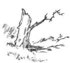 Tree trunk sketch
