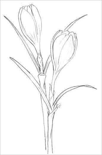 Flower Drawing: Draw an easy flower step-by-step tutorial - Feature