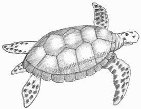 Turtle - Thenmozhi Muthukumar - Drawings & Illustration, Animals, Birds, &  Fish, Other Animals, Birds, & Fish - ArtPal