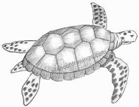 Premium Photo | Pencil sketch cute tortoise animal drawings ai generated