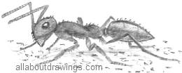 Ant Drawing