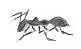 Ant Drawings