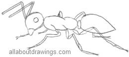 Ant Outline