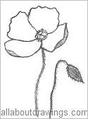 Arctic Poppy Outline