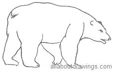 Bear Outline