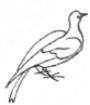 Bird Drawing