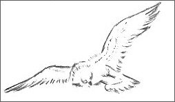 Sketch Of An Eagle