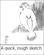 Bird Sketch
