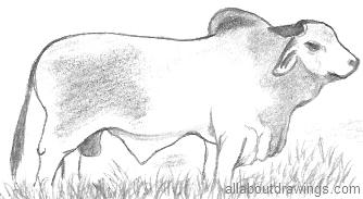 Brahman Bull Drawing