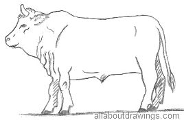 Bull Drawing Outline