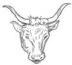 Bulls Head Drawing