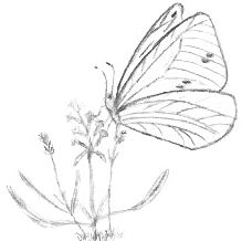 Butterfly Drawing