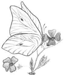 Butterfly Drawings