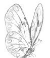 Butterfly Image