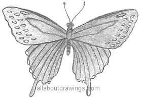 Butterfly Pencil Drawing