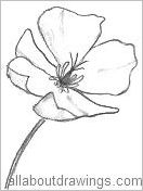 California poppy