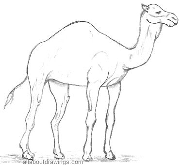 Camel Drawing