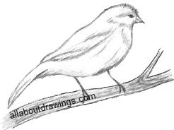 Canary Drawing