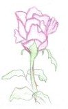 Drawing Of A Rose