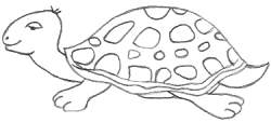 Cartoon Turtle Drawing