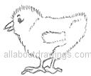 Chick Drawing