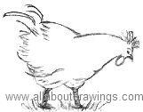 Chicken Drawing