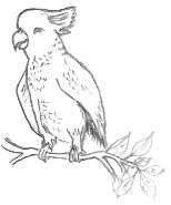Cockatoo Drawing