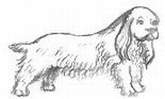 Cocker Spaniel Drawing