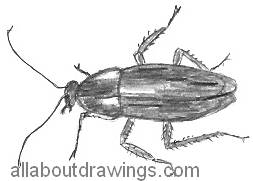 Cockroach Drawing